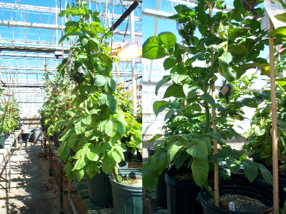 MSU Potato BG Greenhouse Facility 2